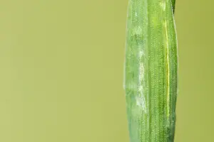 Bilder Datiert 19. Mai 2020: Schwarze Hispa