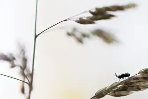 Bilder Datiert 17. Mai 2020: Schwarze Hispa