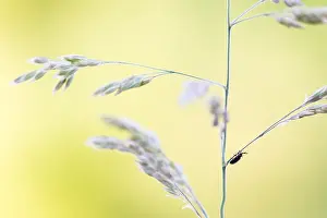 Bilder Datiert 17. Mai 2020: Schwarze Hispanie
