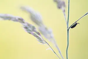 Bilder Datiert 17. Mai 2020: Schwarze Spanne