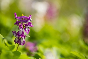 Corydalis Cava Bloom Drucke: Hollowroot, Corydalis cava
