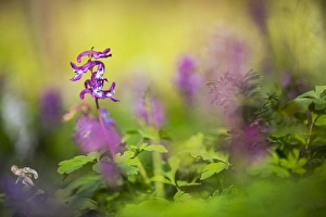 Nature Photography Greenery Drucke: Hollowroot, Corydalis cava