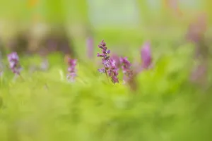 Close Up Forest Flowers Drucke: Hollowroot, Corydalis cava