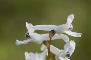 Spring Garden Plants Drucke: Hollowroot, Corydalis cava