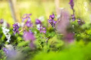 Purple Spring Flowers Drucke: Hollowroot, Corydalis cava