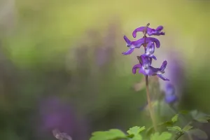 Purple Spring Flowers Drucke: Hollowroot, Corydalis cava