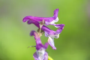 Forest Nature Photography Drucke: Hollowroot, Corydalis cava