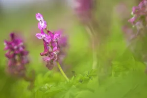 Forest Nature Photography Drucke: Hollowroot, Corydalis cava