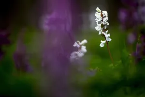 Dutch Garden Flowers Drucke: Hollowroot, Corydalis cava