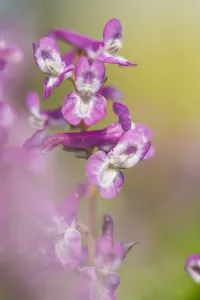 Dutch Garden Flowers Drucke: Hollowroot, Corydalis cava