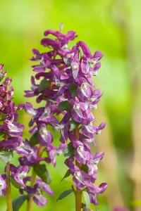 Dutch Garden Flowers Drucke: Hollowroot, Corydalis cava