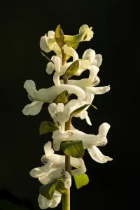 European Garden Flowers Drucke: Hollowroot, Corydalis cava