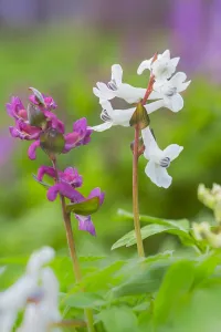 Dutch Flowers Drucke: Hollowroot, Corydalis cava