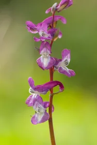 Spring Blooming Plants Europe Drucke: Hollowroot, Corydalis cava