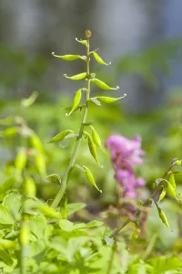 Spring Blooming Plants Europe Drucke: Hollowroot, Corydalis cava