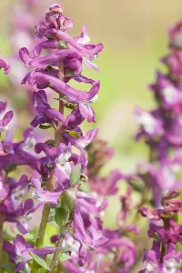 Spring Blooming Plants Europe Drucke: Hollowroot, Corydalis cava