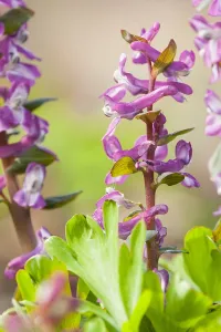 Spring Blooming Plants Europe Drucke: Hollowroot, Corydalis cava