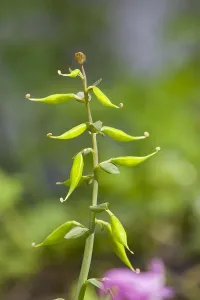 Spring Blooming Plants Europe Drucke: Hollowroot, Corydalis cava