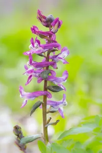 Dutch Flowers Drucke: Hollowroot, Corydalis cava