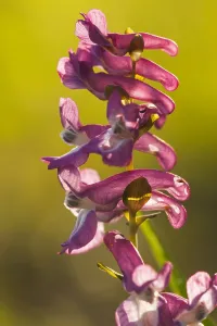 European Flowering Plant Drucke: Hollowroot, Corydalis cava