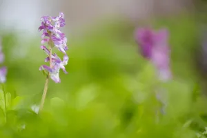 Spring Blooming Plants Europe Drucke: Hollowroot, Corydalis cava