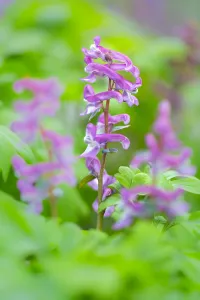 Spring Blooming Plants Europe Drucke: Hollowroot, Corydalis cava