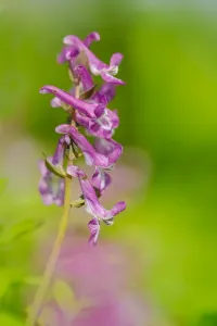 Dutch Flowers Drucke: Hollowroot, Corydalis cava