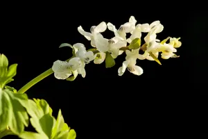 European Garden Flowers Drucke: Hollowroot, Corydalis cava