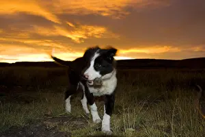 Mammal Images Drucke: Hond, Dog