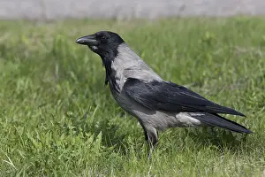 European Bird Drucke: Hooded Crow