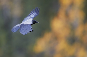 Outdoor Nature Images Drucke: Hooded Crow, Corvus cornix