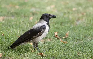European Natural Environment Photos Drucke: Hooded Crow, Corvus cornix