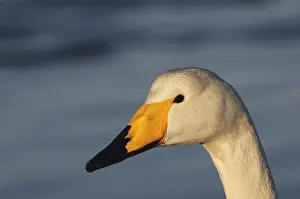 Hokkaido Japan Wildlife Drucke: Hooper swan's head