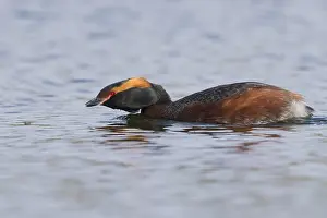 European Bird Drucke: Horned Grebe