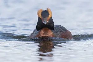 Daytime Wildlife Photos Drucke: Horned Grebe