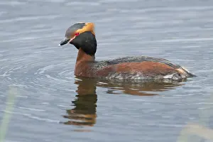 Daytime Bird Photography Drucke: Horned Grebe