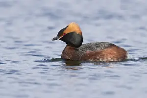 Daytime Bird Photography Drucke: Horned Grebe
