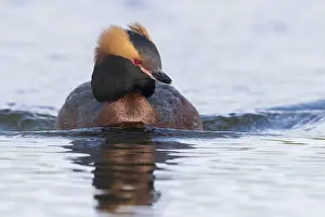 Daytime Bird Photography Drucke: Horned Grebe