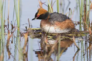 Daytime Bird Photography Drucke: Horned Grebe