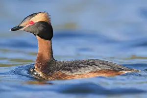 Animal Portrait Gallery Drucke: Horned Grebe