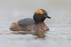 European Bird Drucke: Horned Grebe