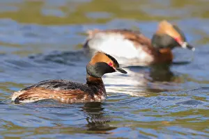 Daytime Bird Photography Drucke: Horned Grebe