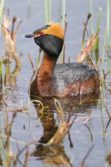 Wildlife Nature Photos Drucke: Horned Grebe