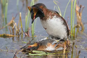 Daytime Bird Photography Drucke: Horned Grebe