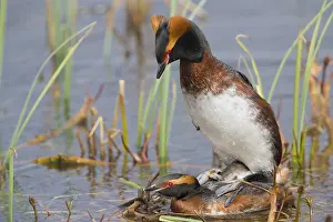 Daytime Bird Photography Drucke: Horned Grebe