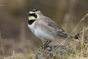 Eremophila Alpestris Images Drucke: Horned Lark