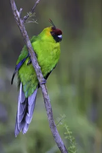 Gerahmter Druck : Hornkakadu, Eunymphicus cornutus Gerahmter Druck : Hornkakadu, Eunymphicus cornutus