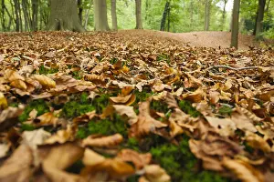 De Horsten Royal Estates im Herbst