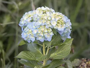 Hortensia Plant Drucke: Hortensia (Hydrangea macrophylla)