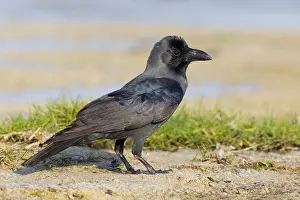Animal Photography Nature Drucke: House Crow